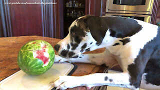Funny Great Dane Discovers A Watermelon Does Not Bounce