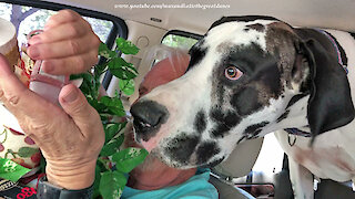 Excited Great Danes enjoy their first post-quarantine car ride