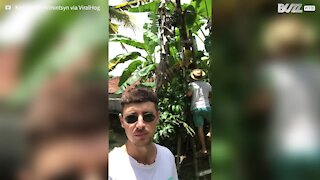 Guy falls from tree while trying to pick bananas
