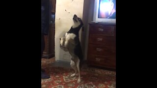 Jordan the dog does hilarious tricks and dances for a tasty snack