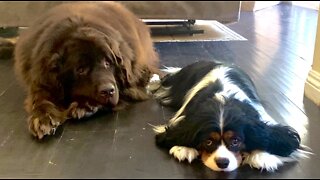 Newfie & Cavalier friends adorably chill together