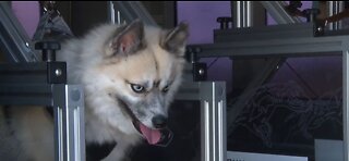 Mobile Dog Gym
