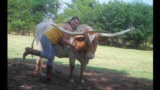Riding Texas Longhorn Cow Premier Preference