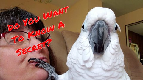 Did you know that cockatoos can whisper?