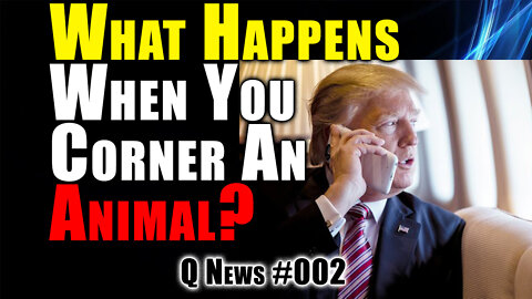 What Happens When You Corner An Animal? | Q News #002