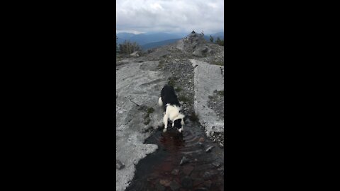 Dog Drinking Water on Summit - Door Jamb mountain