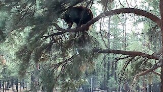 Black Bear in a Tree - Arizona