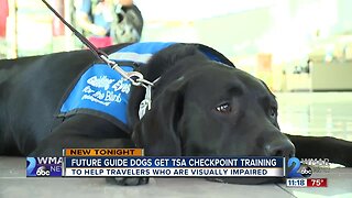 Future guide dogs get TSA checkpoint training