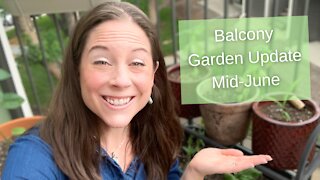 Balcony Garden Update - June 2021