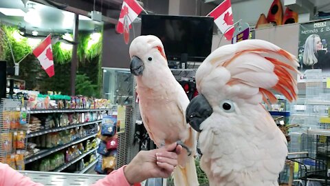 Two Cockatoos flirting