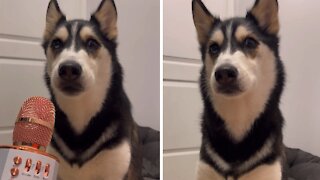Assertive husky is confident in her perfect looks