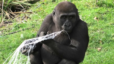 Gorilla youngster shows off his new favorite "toy"