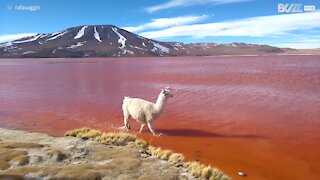 Un fantastico lama sfila sulla Laguna Colorada in Bolivia