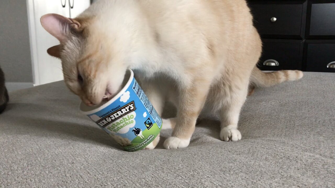 pistachio ice cream cat