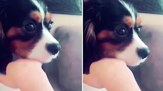 Super cute puppy hilariously follows song’s command