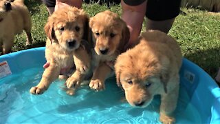Golden Retriever puppies are adorably unsure of their first water experience