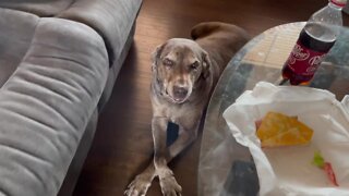 Guilty Dog Gets Caught Eating Owner's Sandwich