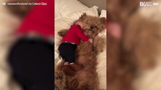 Ce chien noue une amitié touchante avec un bambin
