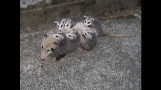 Une famille d'opossum s'installe dans un BBQ!