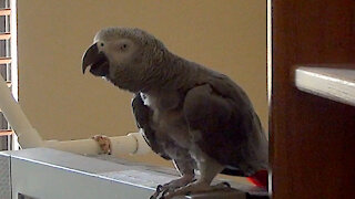 Crazy parrot thinks he's a sick turkey