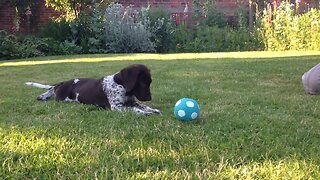 Adorable puppy discovers squeaky ball for the first time