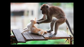 Funniest Monkey annoying cat videos compilation 2021