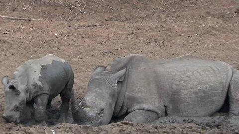 Baby rhino demands space to relax next to mom