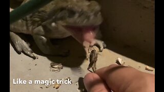 Toad magic trick