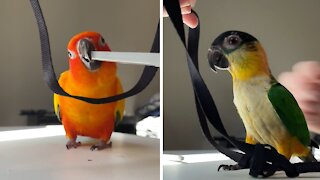 How to harness train your pet parrot