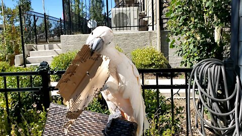 Moluccan cockatoo creates cardboard art