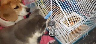 Dog and cat hypnotized by pet rat's every move