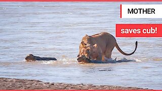 Lioness snatches cub from crocodile infested river after it almost got swept away