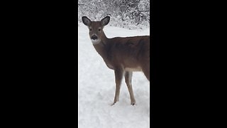 Mother deer leaves her fawns with human babysitter