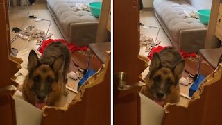 Naughty German Shepherd chews massive hole in door