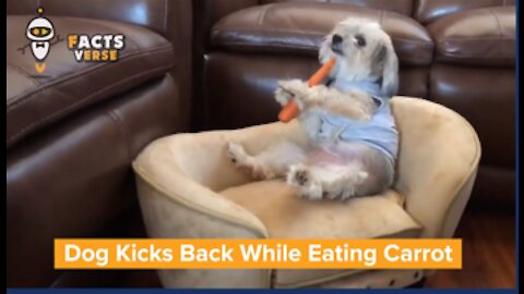 Dog Kicks Back While Eating Carrot