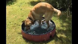 Dog gets extremely excited over tiny paddling pool