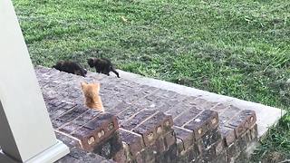 Litter of kittens adorably play together on stairs