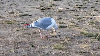 Seagull Struggling to Eat