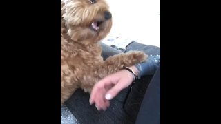 Enthusiastic pup demands more belly scratches