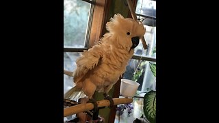 Cockatoo gets extremely excited for bath time