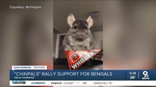 Viral Chinpals show their Cincinnati Bengals spirit