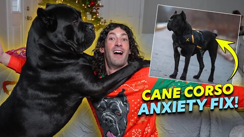 Cane Corso ANXIETY FIX - XDog Weighted Vest Review