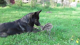 Emu chick shares special friendship with German Shepherd