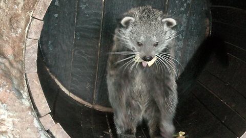 Rare Baby Binturong Is The Cutest Animal Ever