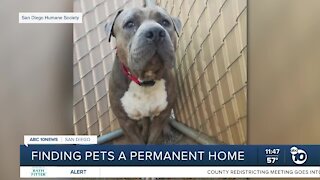 ABC 10News Pet of the Week: Rocky