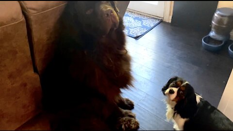 Cavalier Hilariously Blocks Huge Newfie From His Own Food Bowl