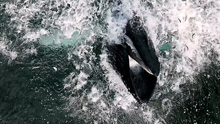 Incredible Drone Footage of a Whale Feeding on a Bait Ball