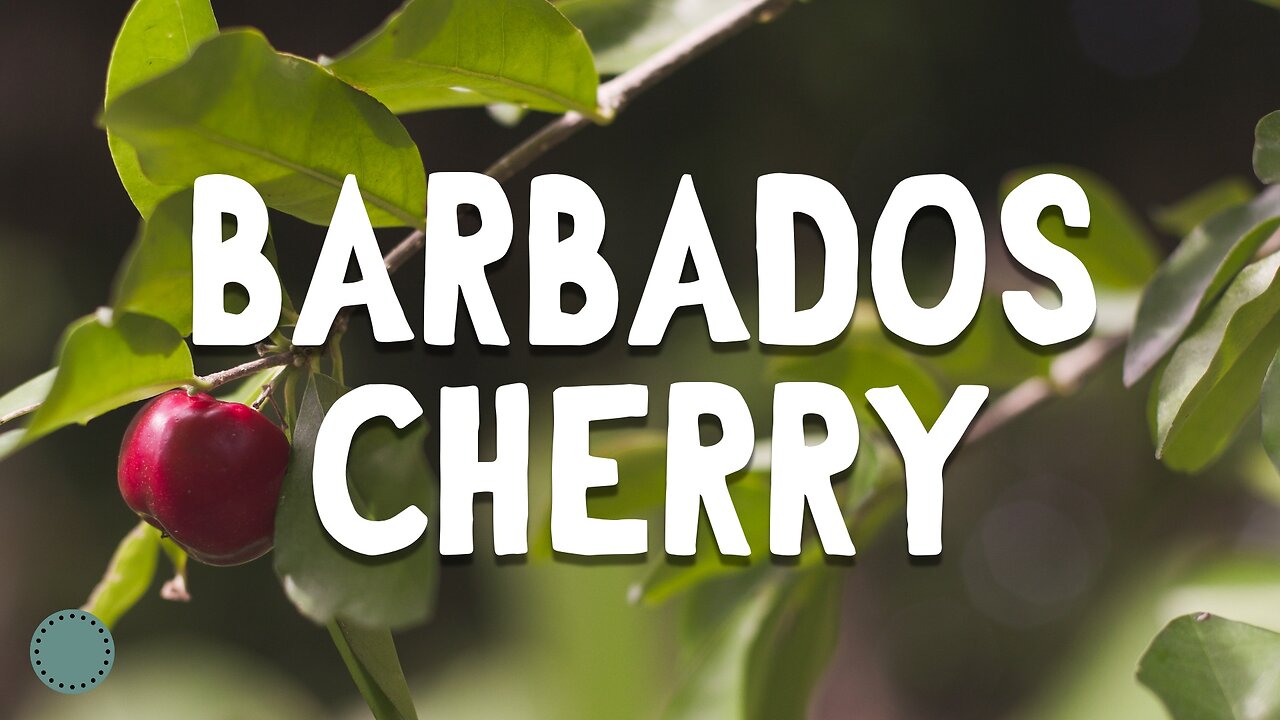 How To Grow Barbados Cherry