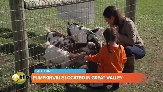 Fall fun at Pumpkinville in Great Valley