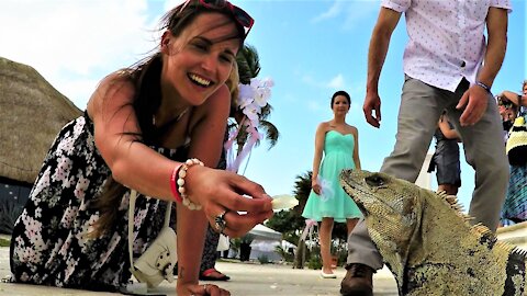 Bridesmaid has huge lizard eating out of her hand at tropical wedding